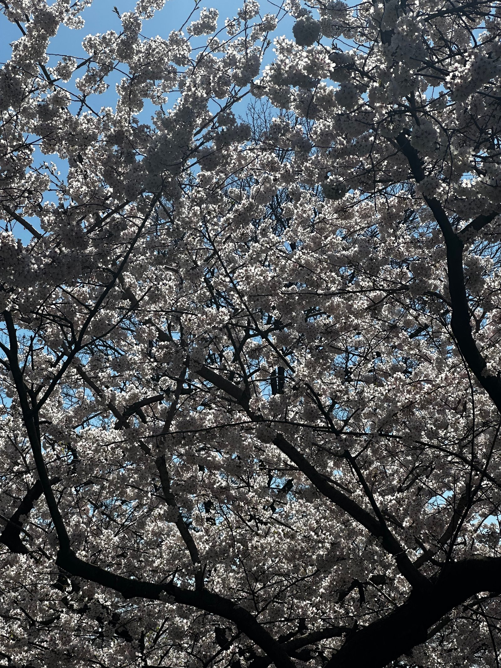 Cherry Blossom